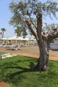 Un árbol sentado en el césped junto a una cancha de tenis. en Neas Resort, en Castel Volturno