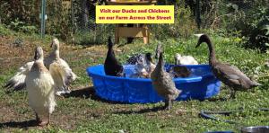 a group of birds standing around a bucket of water at Sunny Island Cliff Side Views in Anacortes