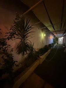 a dark hallway with plants and a wall with lights at Down town 2 in Cairo