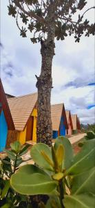 a tree in front of a row of houses at Chalé Pegada Real Vermelho in Sêrro
