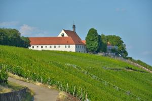 a vineyard in front of a white building on a hill at Vogelsburg in Volkach