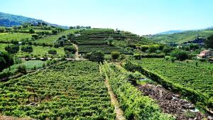 ラメーゴにあるDouro Valley - Casa Vale do Douroの作物の空中景