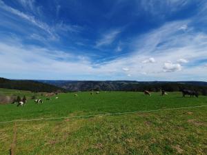 Příroda nedaleko bed and breakfast