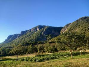 a mountain with trees in a grass field at kamp andrea in Šavnik