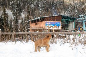a dog standing in the snow in front of a bird house at Kartala Ski Resort in Blagoevgrad