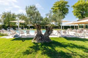 a tree in the grass next to a pool at Villa Roncuzzi in San Pancrazio