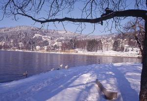 a group of ducks in the snow next to a lake at Le Meix du Lac 3 étoiles - 200 m du lac - 50 m navette ski in Gérardmer