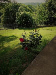 O grădină în afara Gite La Bergerie +2 fotografii