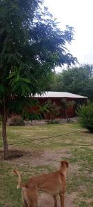 a dog standing next to a tree in a yard at Edna Cabañas in Tinogasta