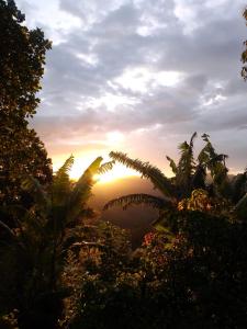 a view of the sunset from behind some plants at The Palace Eco Cottage in Ella +24 photos