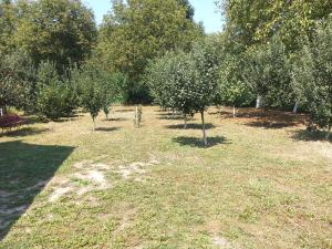 a row of apple trees in a field with a bench at Casa Cătălina in Silvaşu de Jos