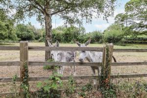 two cows are looking through a fence at The Cottage in Clevedon