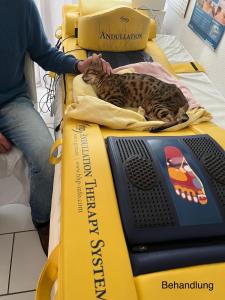 a cat laying on top of a yellow box at Reikistudio Venedig in Quedlinburg +17 photos