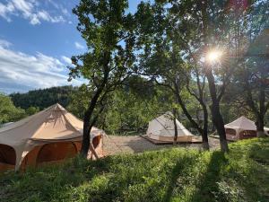a group of tents in a field with trees at Alunis GLAMPING in Aluniş