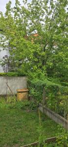 a tree in a yard next to a fence at Chambre d'hôtes avec petit déjeuner in Clermont-Ferrand +2 photos