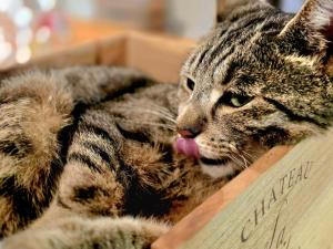 a cat sticking its tongue out in a box at Konsdreffermillen B&B in Müllerthal
