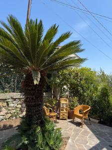 a palm tree and chairs in a yard at Oasibellavista in Cavo