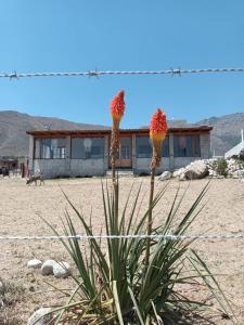 Una planta frente a un edificio en el desierto. en Casa La Bustamante, en El Mollar