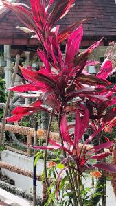 Gallery image of Finca en Chinauta, piscina, jacuzzi, BBQ in Boquerón