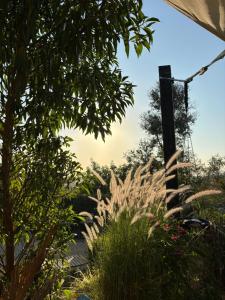 a garden with plants and a palm tree at Tenda campismo 47 A Retiro dos sonhos in Lagoa +21 photos