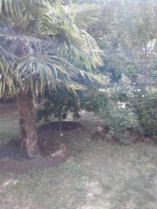 una palmera en un patio con árboles y arbustos en El descanso, en Pantanillo 4 fotos más