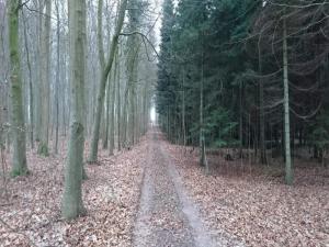 a dirt road in the middle of a forest at 4 person holiday home in Væggerløse in Marielyst