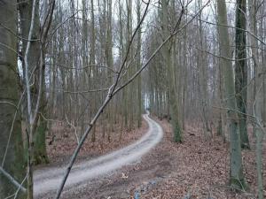 a dirt road through a forest with trees at 4 person holiday home in Væggerløse in Marielyst