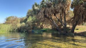 a body of water with palm trees on the side at Assuan Felucca in Aswan +31 photos