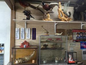 three shelves filled with different types of birds and skeletons at Mimatsuso Ryokan in Asahikawa