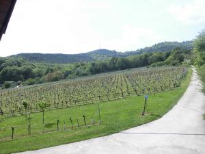 a field of vines with a road next to it at Aux Vignes in Rott