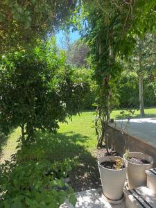 a garden with two trees and some plants at Villa Amalia Perla Resort in Draç