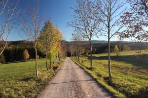a dirt road in the middle of a field with trees at Ferienwohnung Am Kanadablick in Stützengrün +12 photos