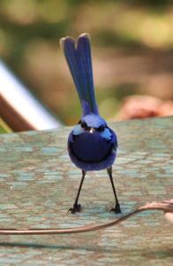 a blue bird sitting on top of a wooden table at Barrabup Sanctuary BirdHide in Nannup
