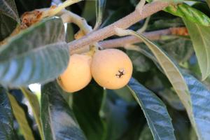 un bouquet de fruits sur un arbre avec des feuilles dans l'établissement Private Master Suite with workplace, & OutdoorSitting, à San Mateo