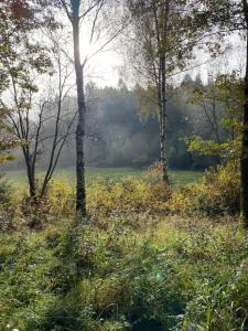 a field with the sun shining through the trees at FeWo Landzeit in Bad Arolsen