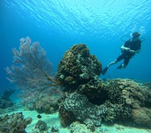 a person swimming over a coral reef at Radeva 2 menjangan villa in Banyuwedang
