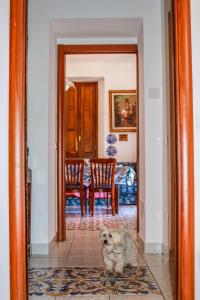 a dog sitting on the floor in a hallway at La Casetta di Titti in Piano di Sorrento