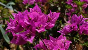 马拉喀什Asnouss的花园里的紫色花