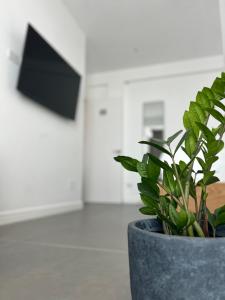 a plant in a pot sitting on a table at Escape Suites in Dhërmi