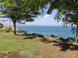 a view of the ocean from a hill with a tree at קסם הכנרת in Tiberias