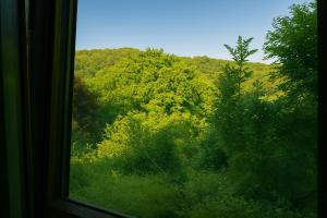 a window view of a lush green forest at La Râu - Căsuța de sus in Cîmpulung