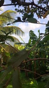 Vườn quanh Vill'happy Martinique