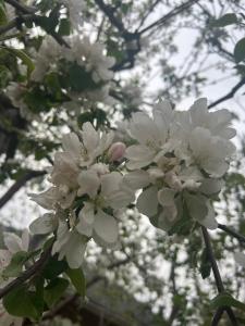 エドモントンにあるYEG Family Homeの木に咲いた白い花のクローズアップ