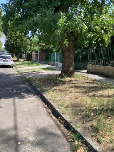 a tree on the side of a street with a car at Katies Tiny House in Budapest