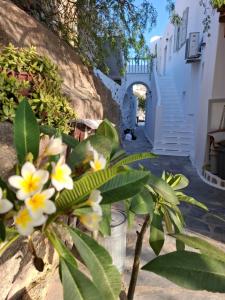 a plant with yellow and white flowers in front of a building at Gazia Sea View House - Mykonos Town in Mikonos
