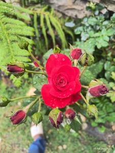 una rosa rossa con gocce d'acqua sopra di Shanti People Huts And Cafe a Kasol