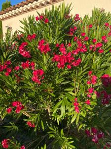 a bush with pink flowers in front of a building at La Closerie de la Riviere, Sisteron Bevons in Bevons