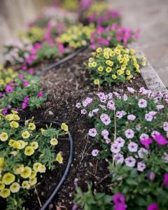 Κήπος έξω από το Terrazza Bloom