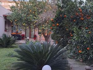an orange tree with oranges on it in a yard at B&b Il Giardinetto in Selargius +22 photos