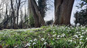 a field of white flowers in front of a tree at Les Cabanes d'Isa - Cab'Vert in Flexanville +2 photos